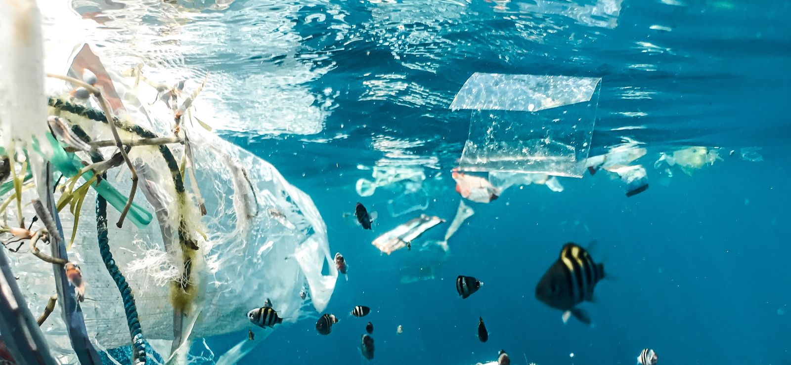 CA Plastic Pollution Laws & Compliance